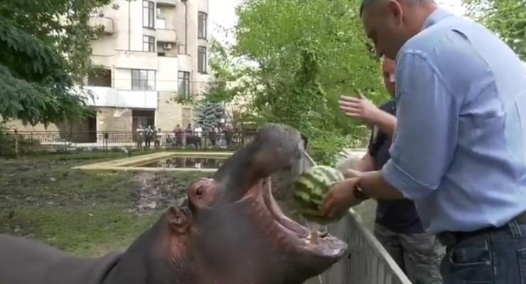 Мэр Киева Кличко угостил арбузами слона с бегемотом и показал видео
