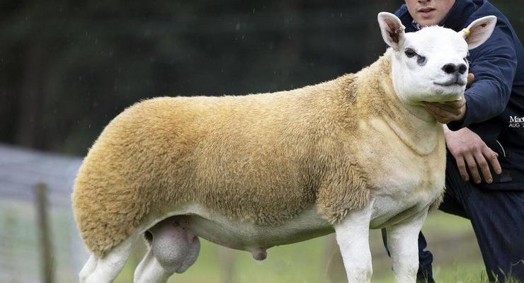 В Шотландии продали самого дорогого барана в мире