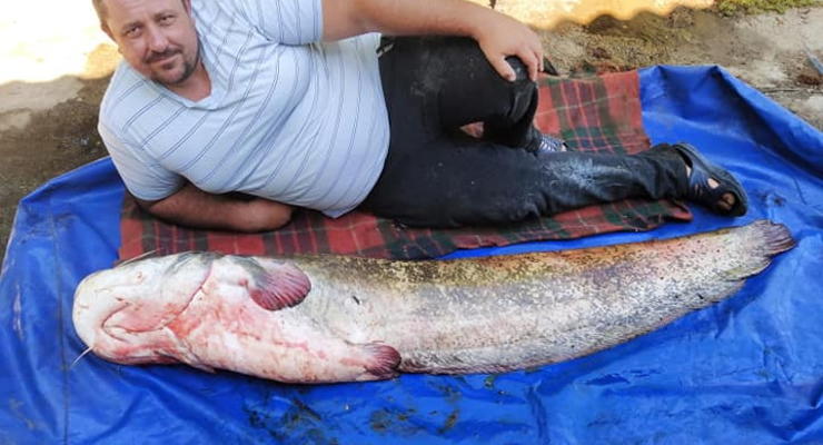 Рыбак из Черниговщины похвастался огромным сомом, пойманным в реке
