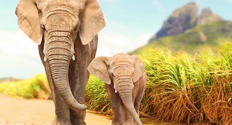 В Зимбабве загадочно погибли 11 слонов