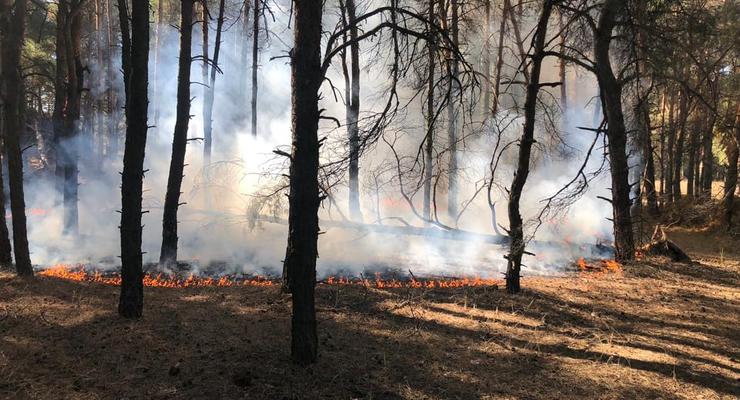 Депутаты усилили наказание за поджог леса