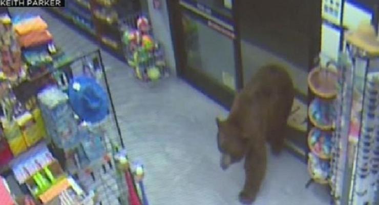 В США медведи "грабили" продуктовые магазины