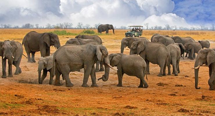 В Зимбабве вдвое увеличилось число неожиданно умерших слонов