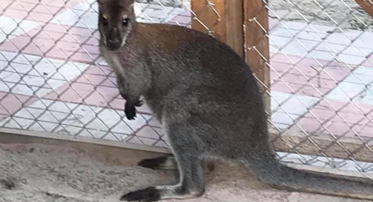 На Киевщине разыскивают сбежавшего из частного зверинца кенгуру