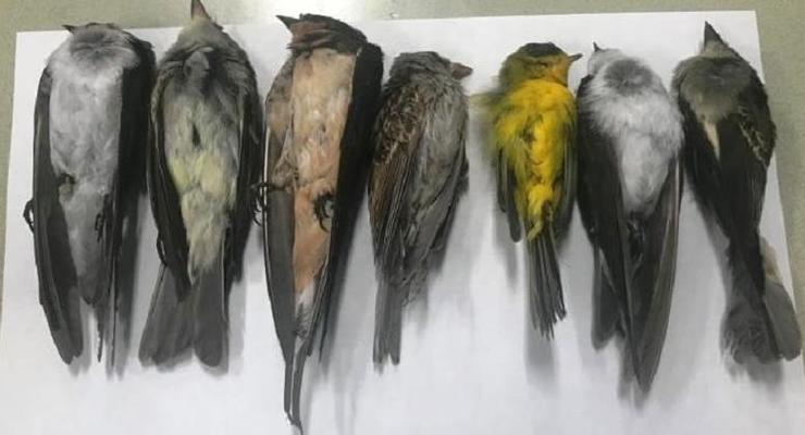 В США и Мексике обнаружили мертвыми сотни тысяч птиц