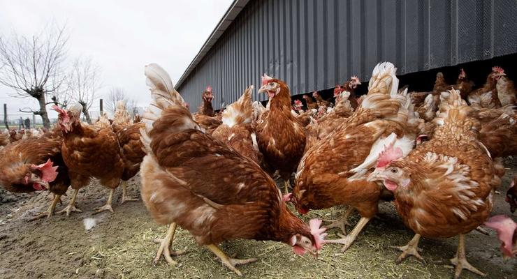 На Черкащине закрыли птицефабрику из-за нарушения ветеринарных норм