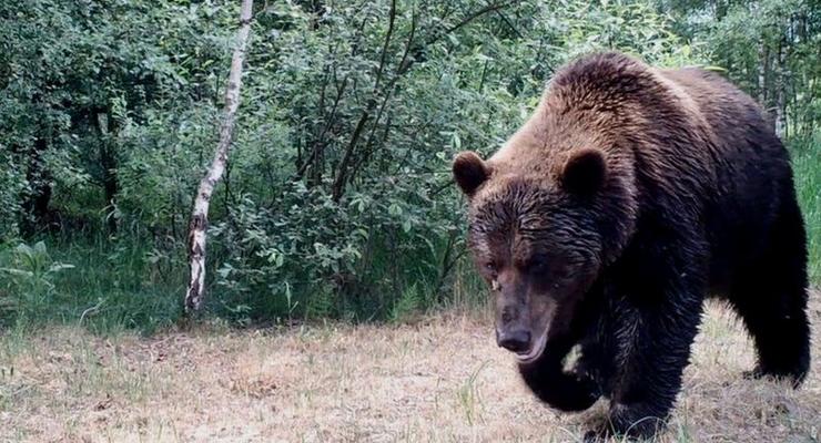 В Чернобыле заметили медведей, которых не было сто лет