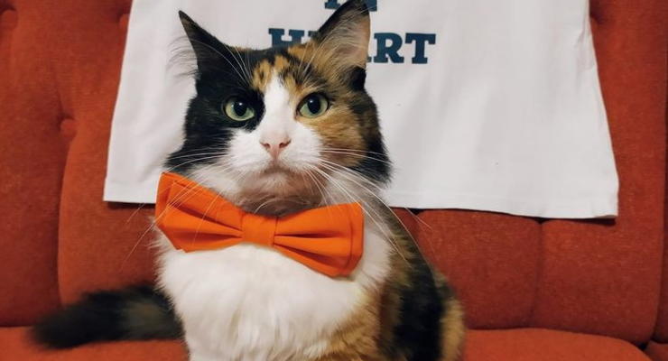 В Ровно на должность мэра претендует домашняя кошка
