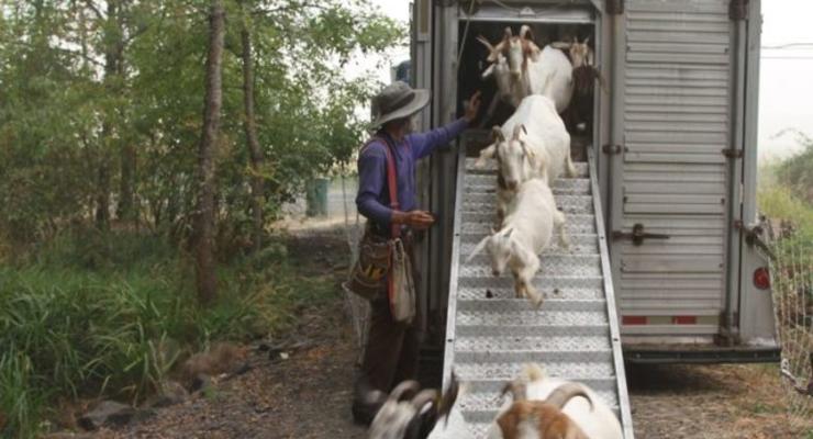 Спасать жителей штата Орегон от пожаров будут козы