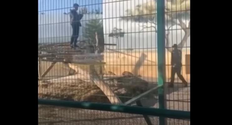 В Одессе посетитель биопарка залез в вольер, чтобы сделать селфи со львами