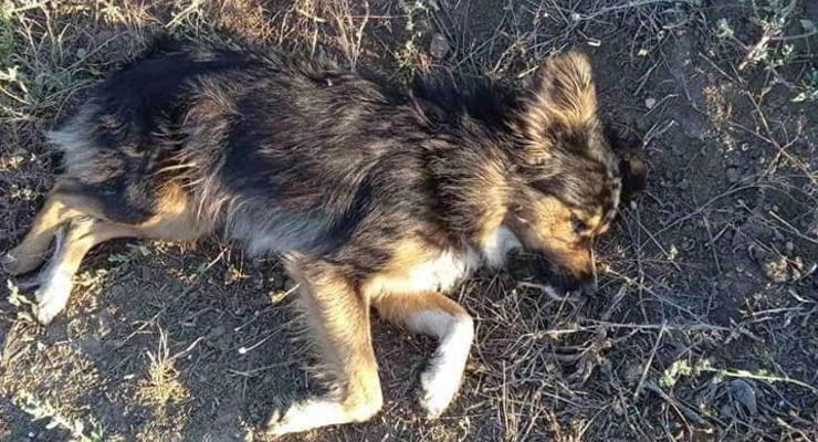Житель Одесчины застрелил из ружья пять собак
