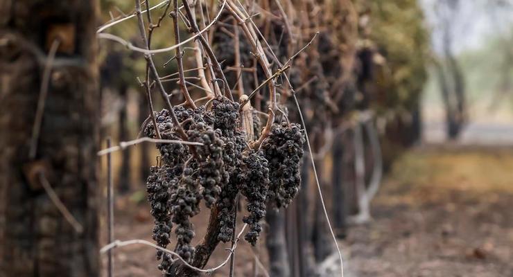 В Калифорнии пожар уничтожает элитные виноградники