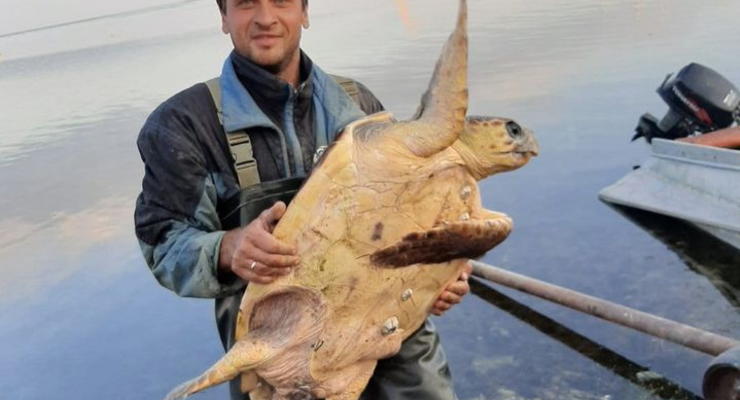 На Херсонщине в море выловили огромную черепаху
