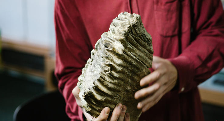 Возле Винницы нашли зуб мамонта, которому 200 тысяч лет