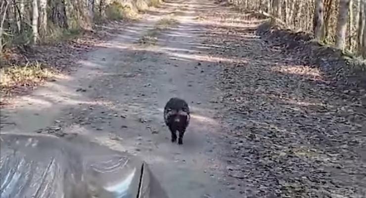 В Чернобыле енотовидная собака прогоняет из заповедника автомобилистов