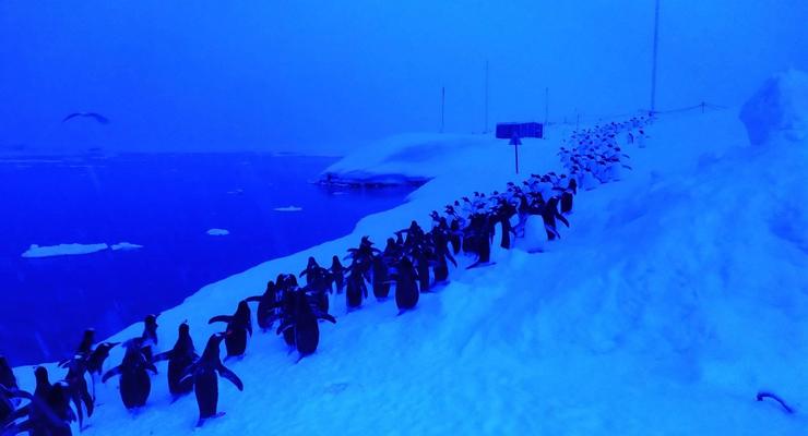 Пингвины выстроились в очередь у станции Вернадский в Антарктике