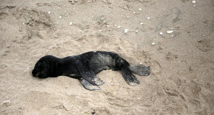 На побережье Намибии вымыло тысячи мертвых тюленей