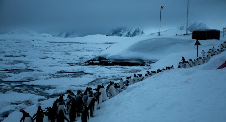 В Антарктиде пингвины оказались в ледовой ловушке