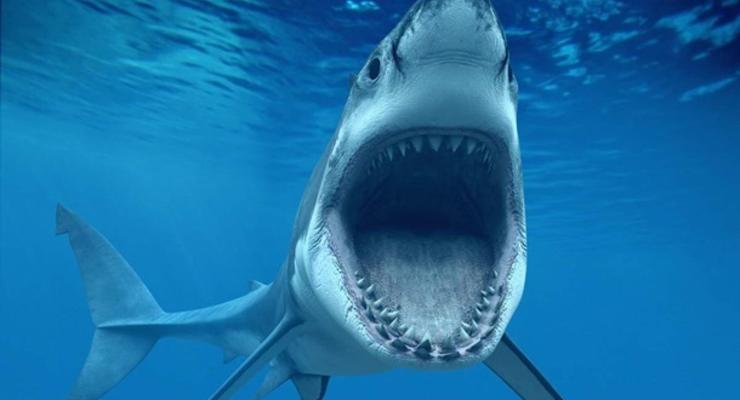 Нападение акулы на украинцев в Египте: новые подробности