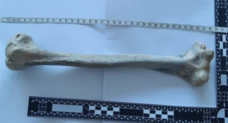 Мужчина на прогулке нашел древнюю человеческую кость