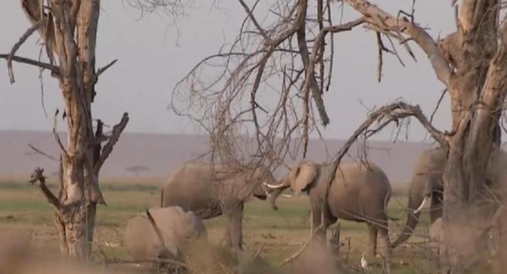 В нацпарке Кении родилось более двухсот слонов