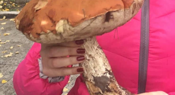 Жительница Днепра показала на фото найденный в лесу огромный гриб