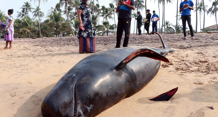 На Шри-Ланке спасли 120 черных дельфинов