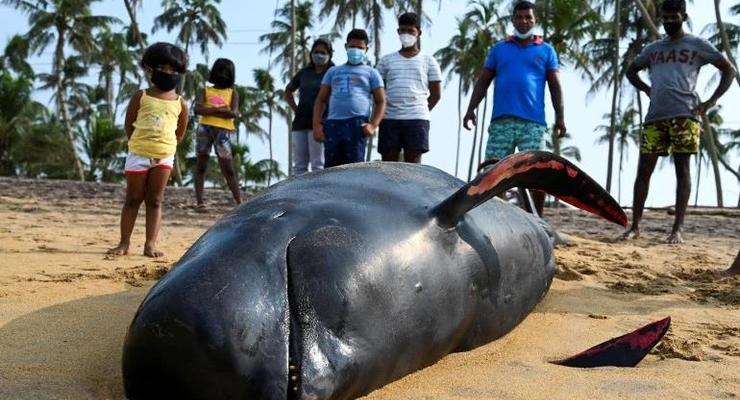 На Шри-Ланке спасли более сотни дельфинов-гринд