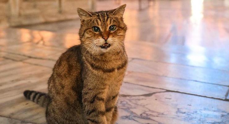 В Турции умерла знаменитая кошка Гли