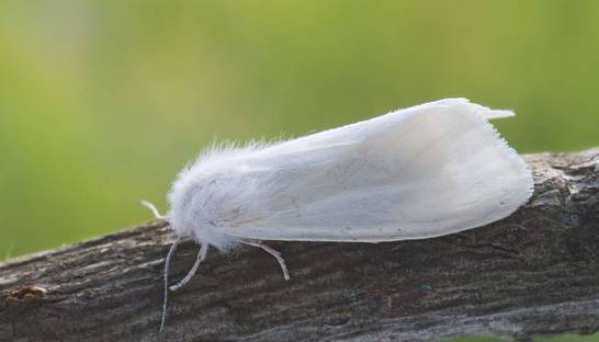 На Запорожье ввели карантин из-за американской бабочки