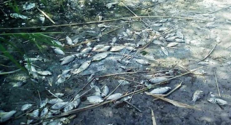 В Винницкой области в водохранилище массово вымерла рыба