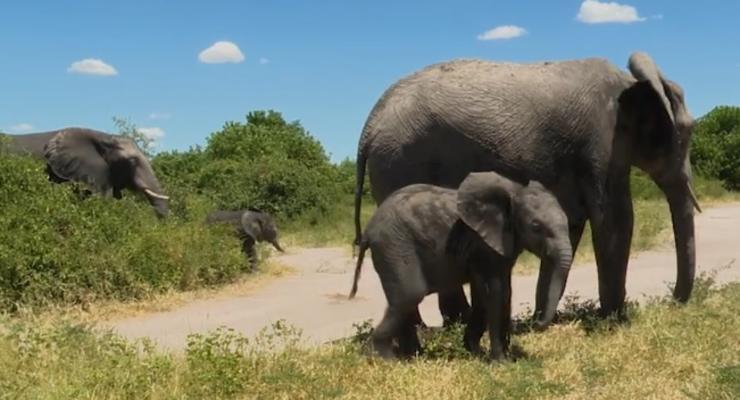 Власти Намибии продают десятки слонов с аукциона