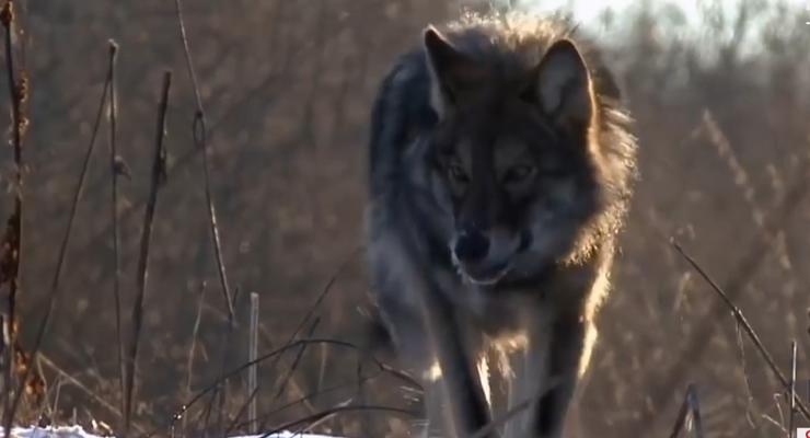 На Прикарпатье поселок терроризируют голодные волки – СМИ