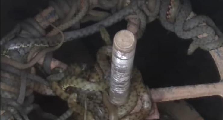 Под Одессой главный водопровод "оккупировали" змеи: Видео
