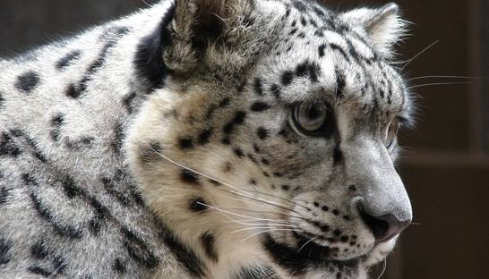 В США коронавирус диагностировали у снежного барса