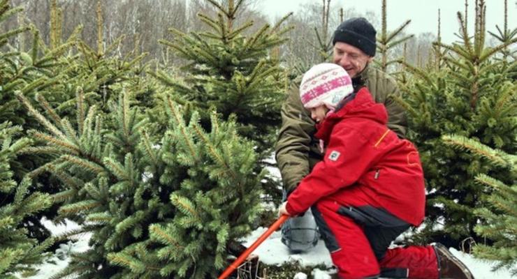 Украинцев призвали покупать легальные свежесрезанные елки