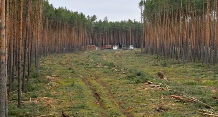 В Германии суд окончательно разрешил Tesla вырубить лес для нового завода
