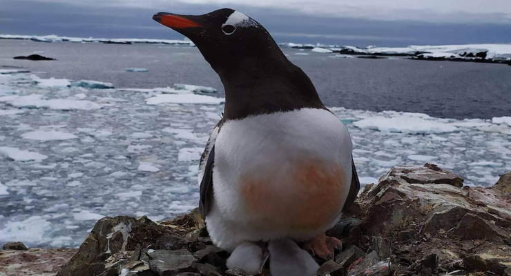 Близ станции украинских полярников в Антарктиде родились пингвинята: Фото