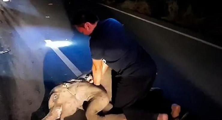 В Таиланде мужчина сделал слоненку массаж сердца