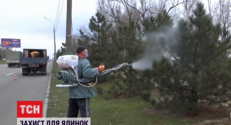 В Запорожье придумали, как помешать незаконной вырубке елок
