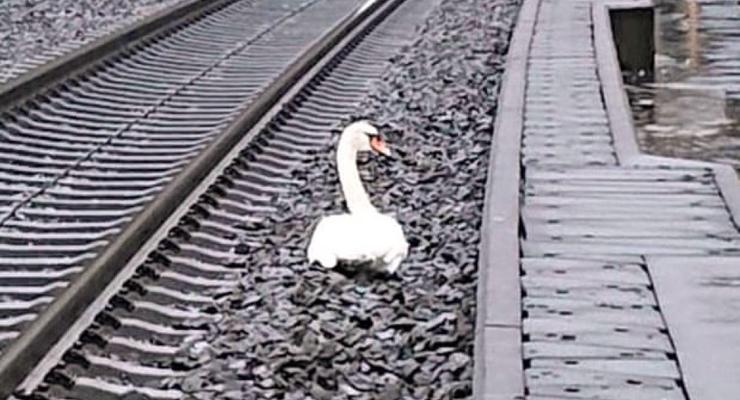 В Германии "скорбящий" лебедь почти на час задержал 23 поезда