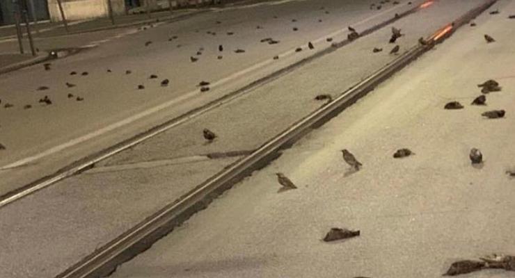 Праздничный фейерверк убил сотни птиц в Риме