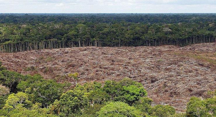 Амазонские леса исчезнут через 43 года – исследование