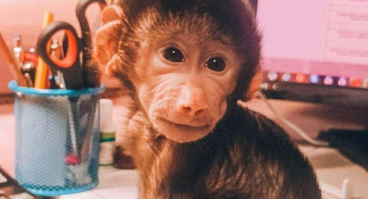 В зоопарке под Запорожьем показали фото месячной обезьянки