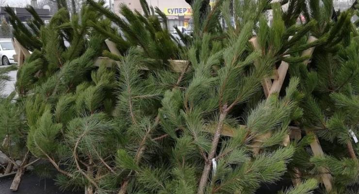 Подсчитано, какой ущерб Украине нанесла незаконная продажа елок
