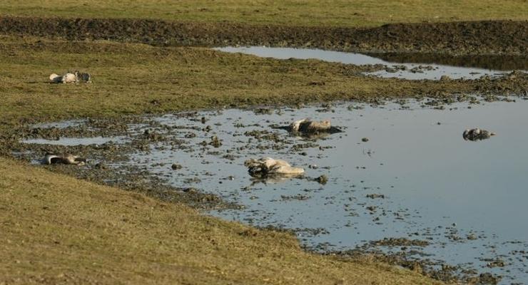 В заповеднике Аскания-Нова погибло почти две сотни редких журавлей