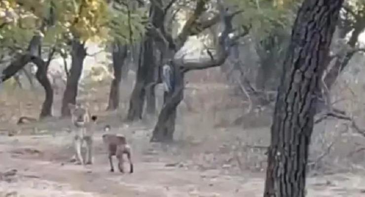 В Индии дворняга сразилась с львицей