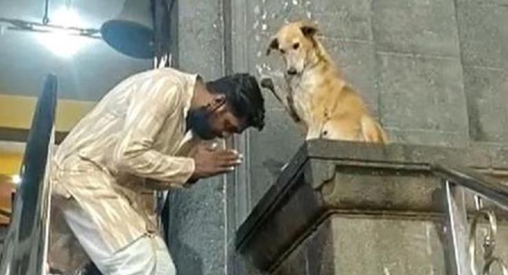 В Индии собака "благословляет" посетителей храма