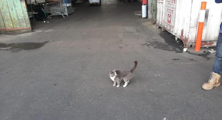 Одесский кот тайком плыл в Израиль и почти месяц ел конфеты на корабле