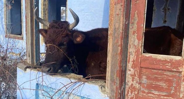 На жителя Одесчины завели дело за жестокость с коровами
